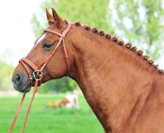linda bridle