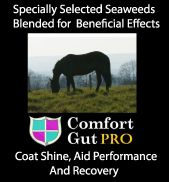 Comfort Gut Pro