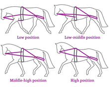 Load image into Gallery viewer, Lunging training system offer

