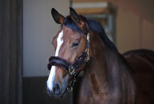 Load image into Gallery viewer, kentucky every day head collar
