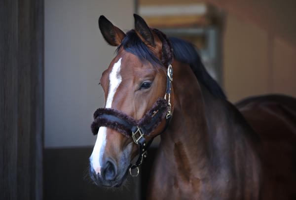 kentucky every day head collar