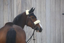 Load image into Gallery viewer, Kentucky NOSE BAND AND POLL SET
