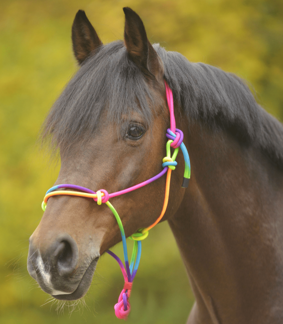 PARETTI ROPE HALTER