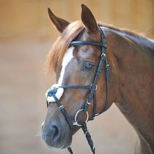 kavalkade carlos bridle