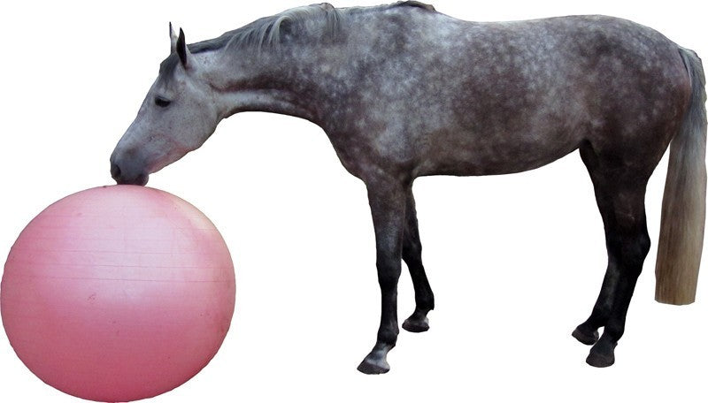 horse football