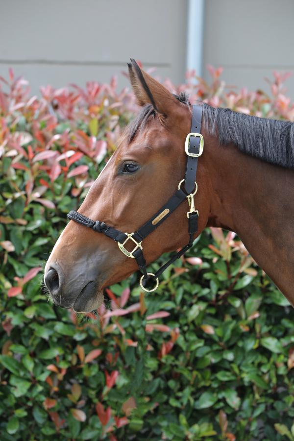 Kentucky controller head collar