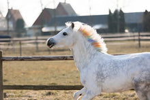 Load image into Gallery viewer, Lucky horse unicorn coloured chalk
