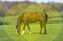 Load image into Gallery viewer, Fly-Off Horse &amp; Rider Starter Set with Bands
