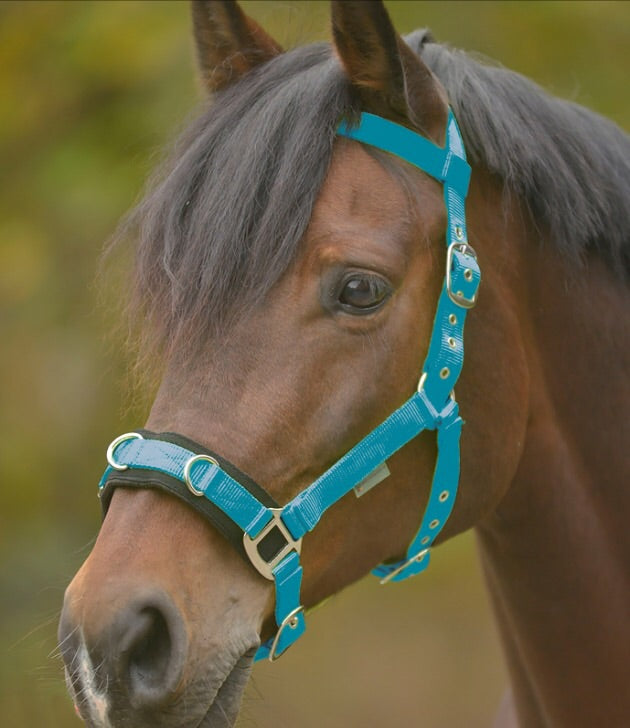 Lunge cavesson &lunge line offer