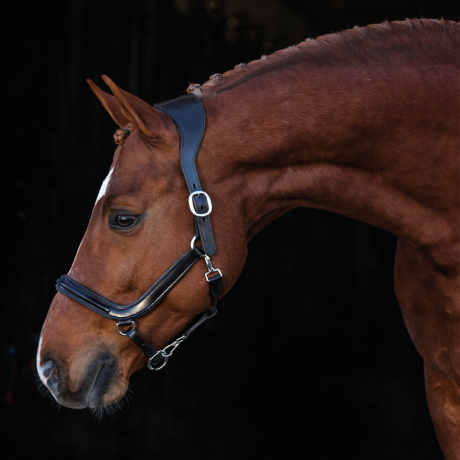 Hs Luxor Anatomical Head collar