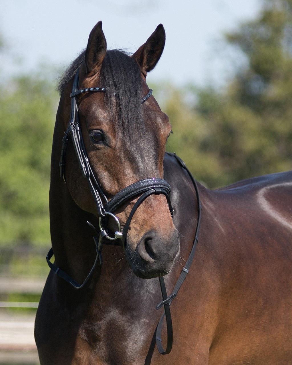 Shimmer bridle