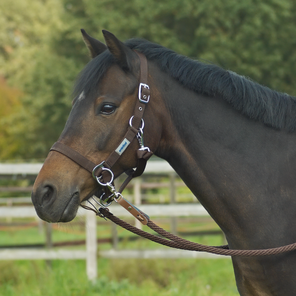 HEAD COLLAR RIDING