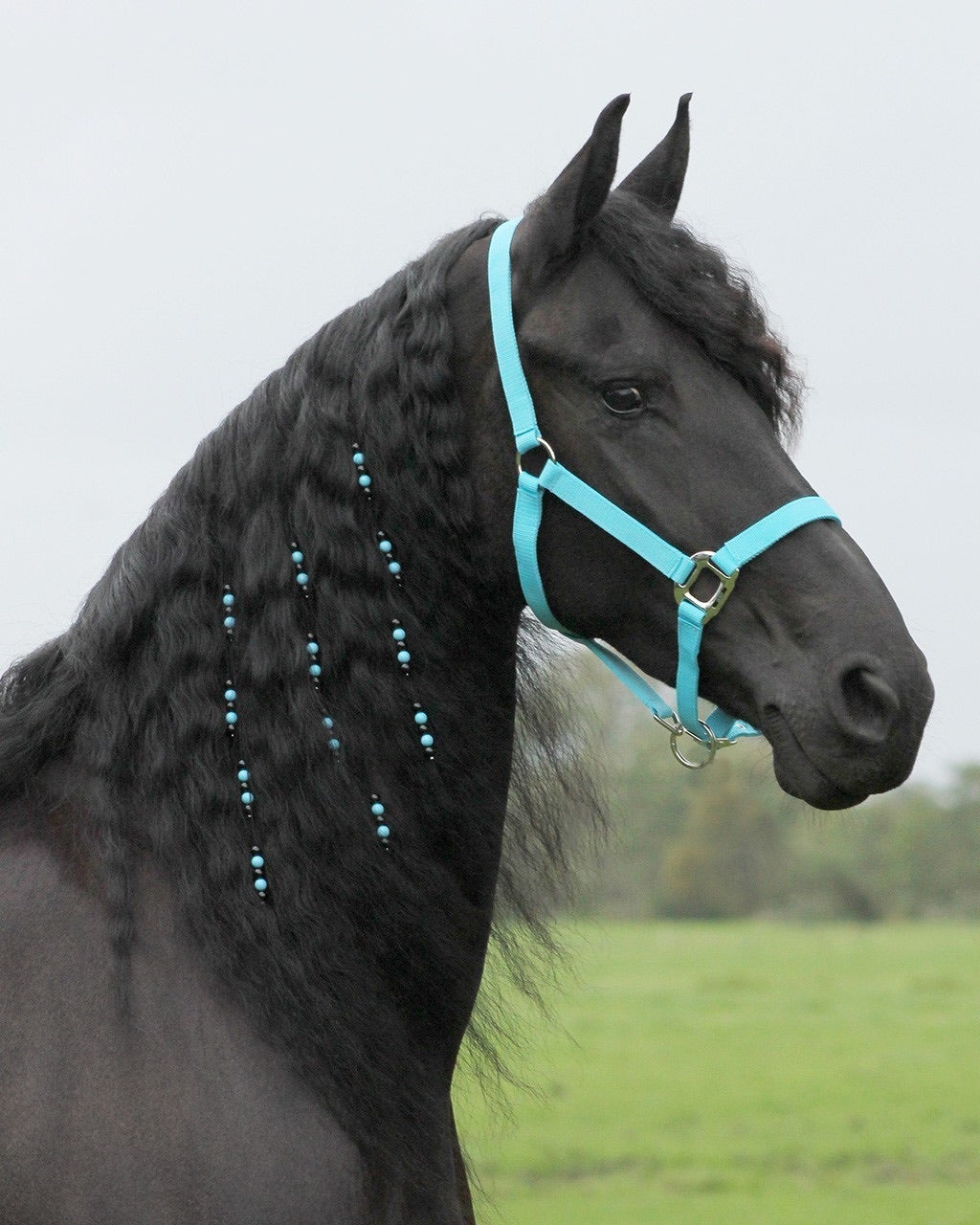Horse jewellery