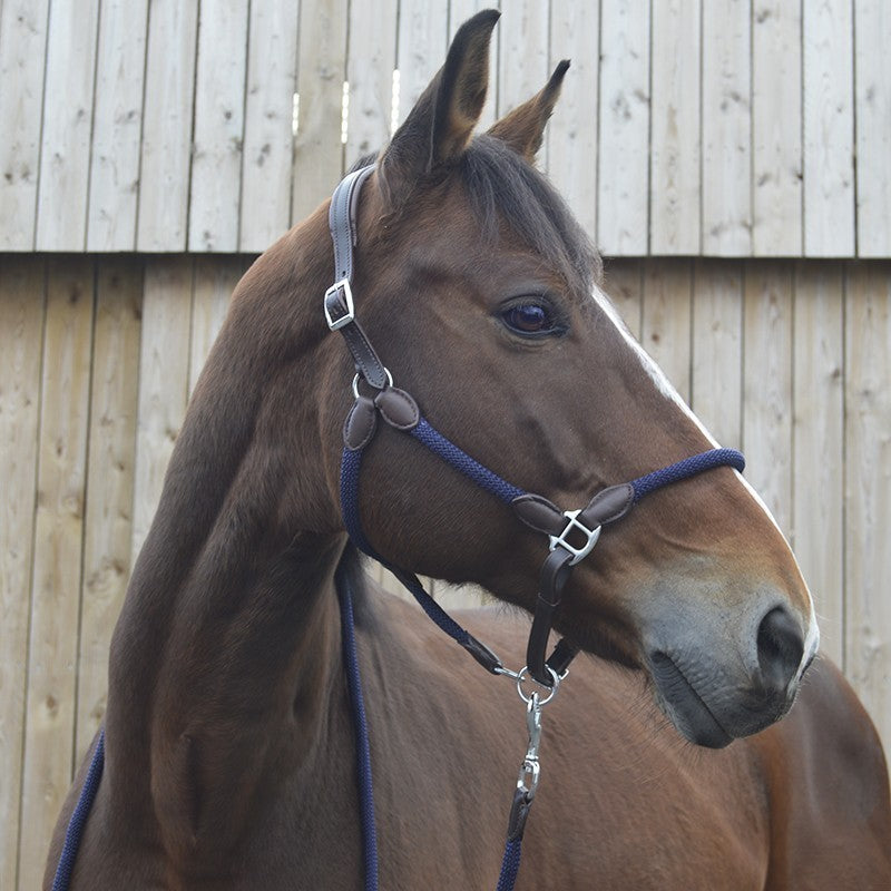 CCGB halter