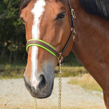 Load image into Gallery viewer, CCGB LEATHER HALTER WITH COLOURED PADDING
