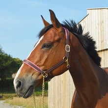 Load image into Gallery viewer, CCGB LEATHER HALTER WITH COLOURED PADDING
