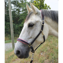 Load image into Gallery viewer, CCGB LEATHER HALTER WITH COLOURED PADDING
