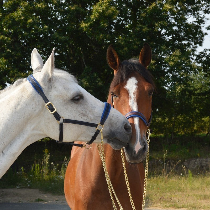 CCGB LEATHER HALTER WITH COLOURED PADDING