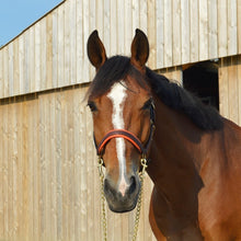 Load image into Gallery viewer, CCGB LEATHER HALTER WITH COLOURED PADDING
