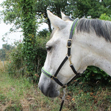 Load image into Gallery viewer, CCGB LEATHER HALTER WITH COLOURED PADDING
